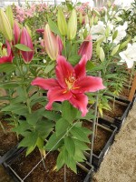 [4282 Peter Schenk Mak No01.JPG]